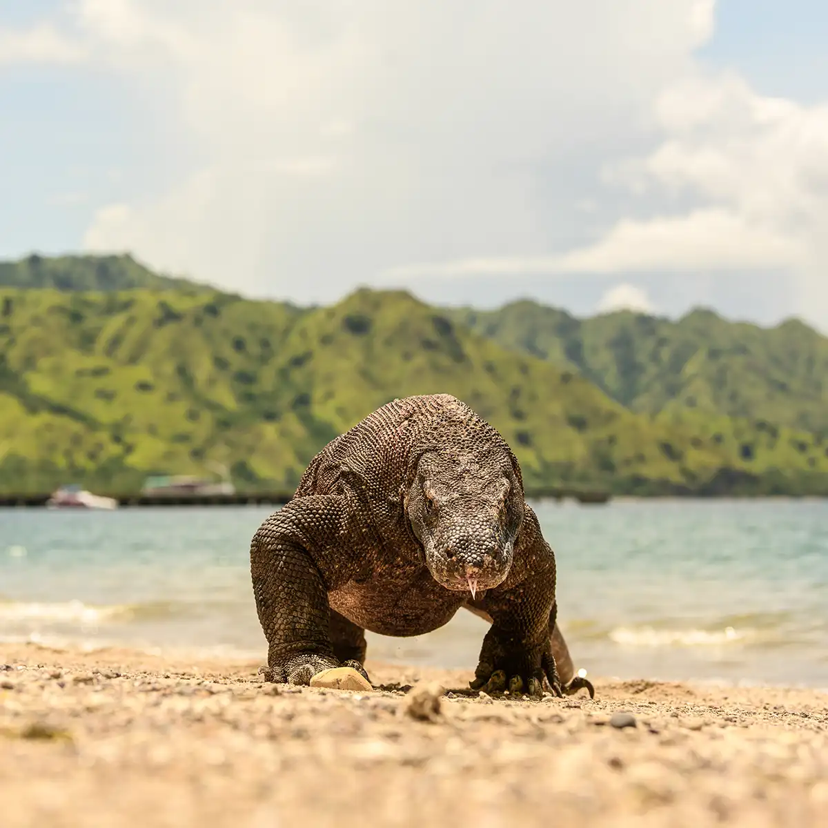 Komodo National Park | Labuan Bajo Cruise